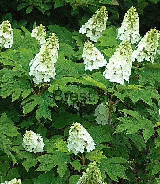 Hydrangea quercifolia  'Snow Queen'